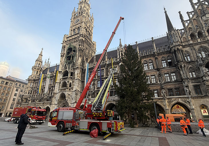Christbaum 2025 für den Münchner Marienplatz - die Tanne kommt aus Ellmau am Wilden Kaiser - Ankunft am 06.11.2025 (©Foto: Martin Schmitz) 